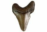 Juvenile Megalodon Tooth - Georgia #158833-1